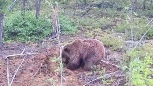 Медведь ловит бурундуков(Якутия)