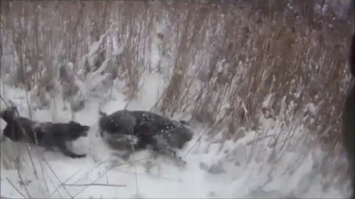 Стрельба в упор - январь  2016