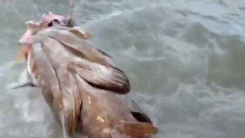 Морской окунь кидается на приманку, жесть