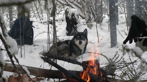 Охотничьи лайки