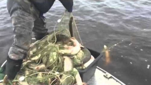 Рыбалка на Оби.