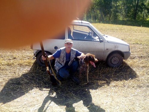 Собака друга