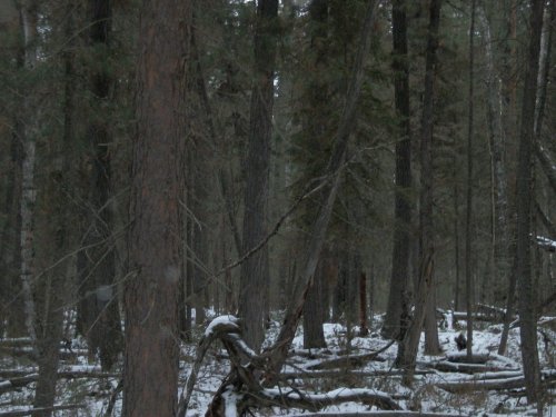 Кедровник