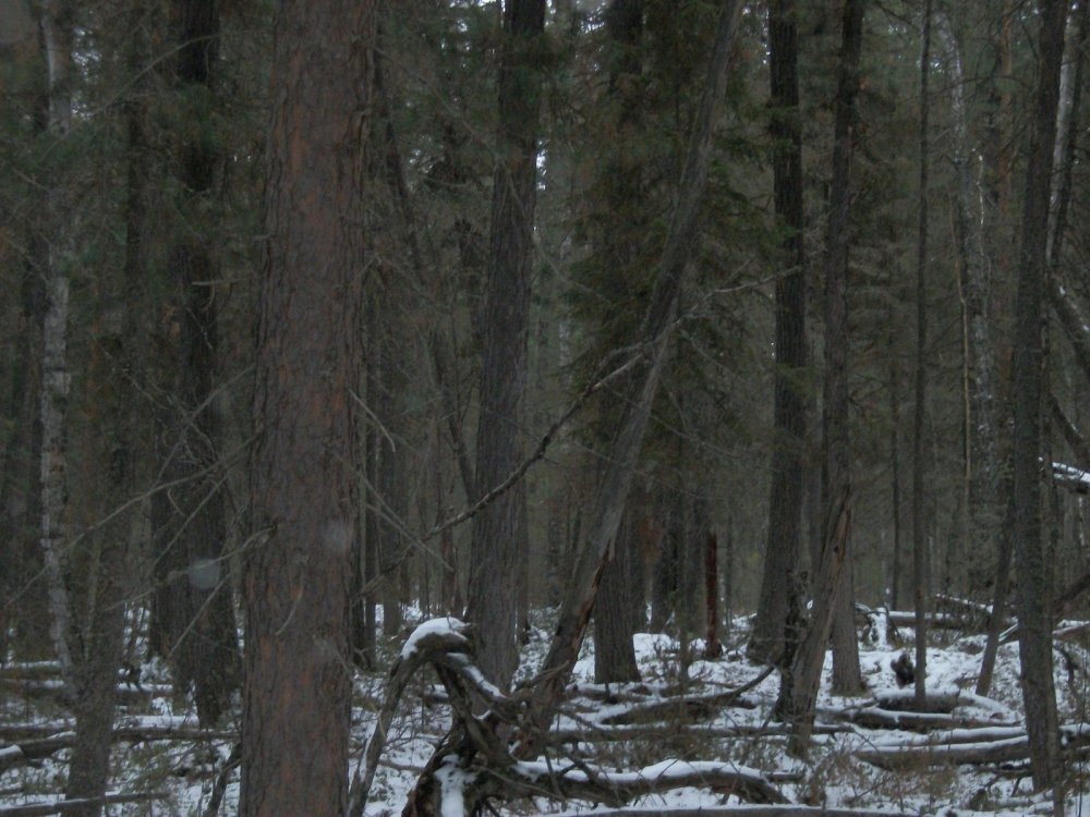 Кедровник