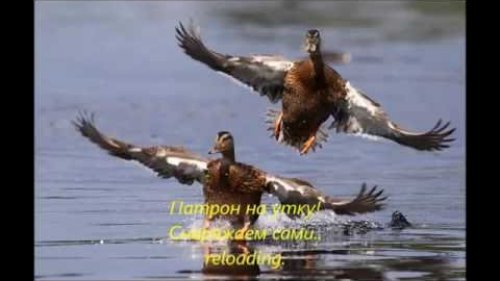 Патрон на утку! Снаряжаем сами.. reloading.