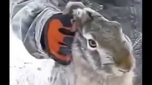 Поймал зайца голыми руками!