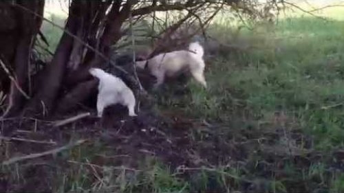 На барсука с Западно-Сибирской лайкой