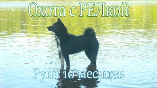 Охота с Русско-европейской лайкой