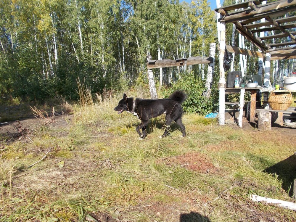 ВСЛ