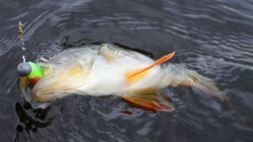 Рыбалка на судака и щуку на  Урале