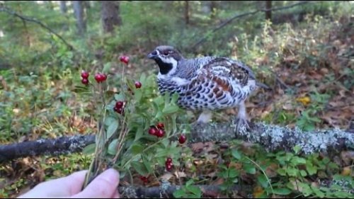 Рябчик клюет бруснику из рук