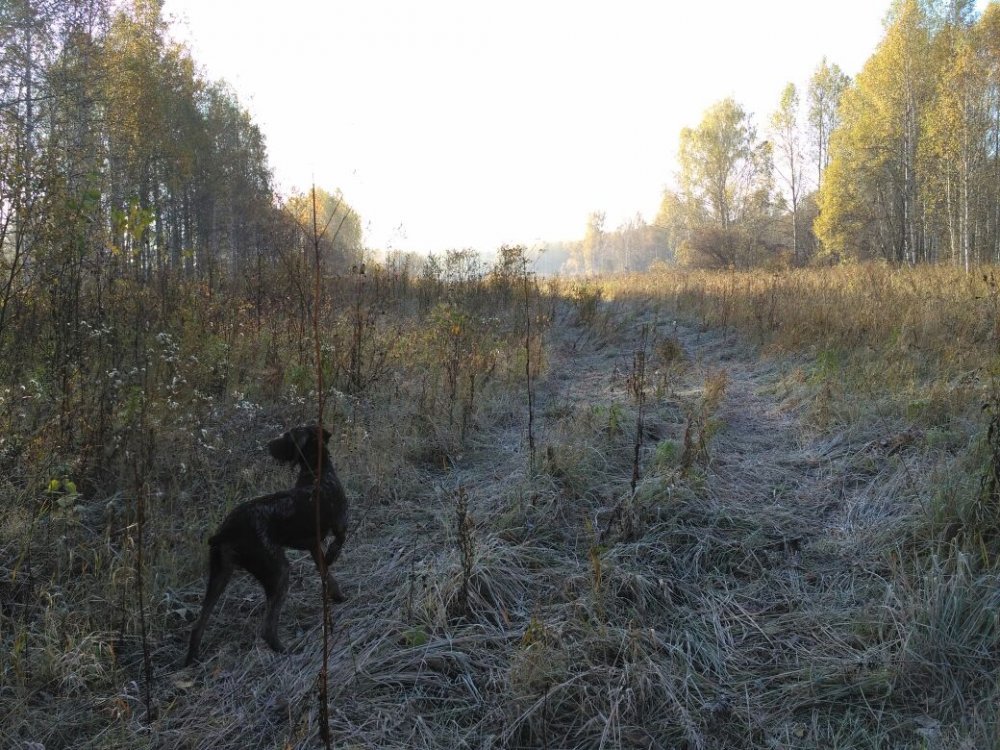 коза рядом