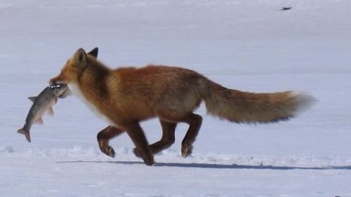 Звери воруют рыбу на рыбалке!