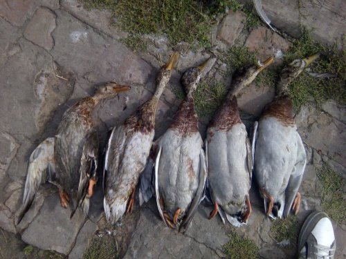 Селезняки, и уточка)