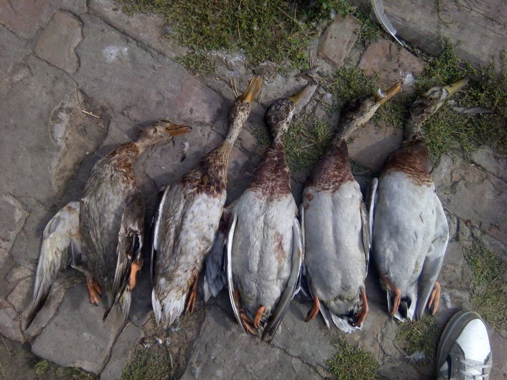 Селезняки, и уточка)