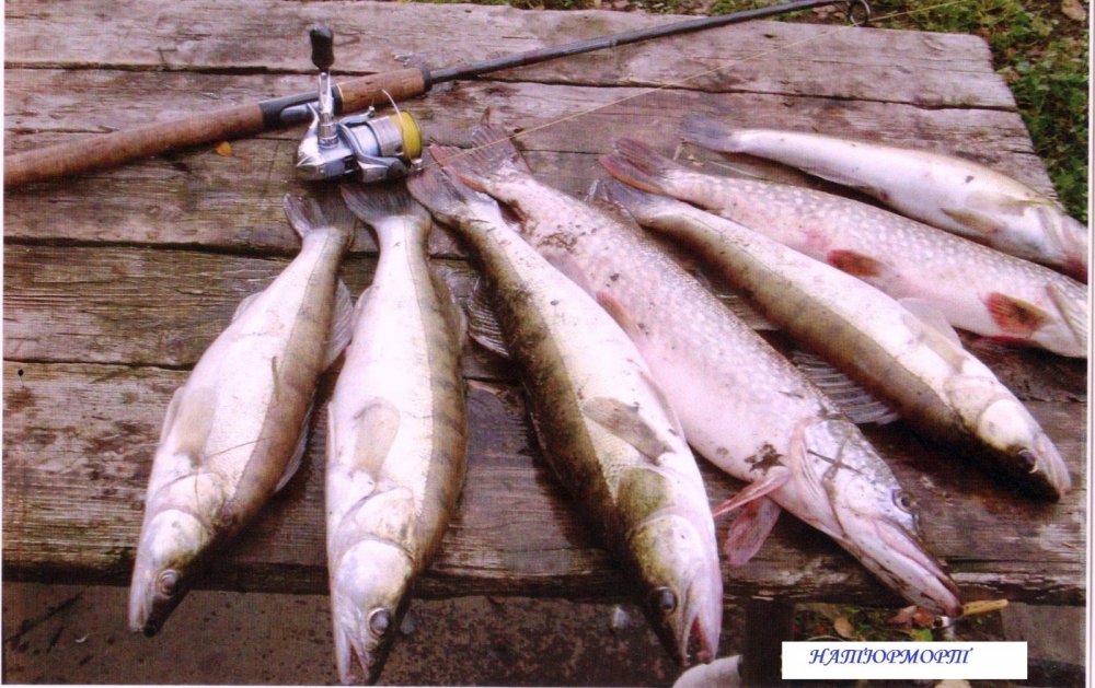 Такой вот натюрморт