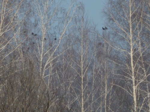 Косачики зимой