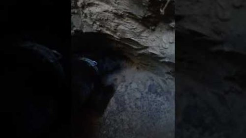 охота на барсука 2016