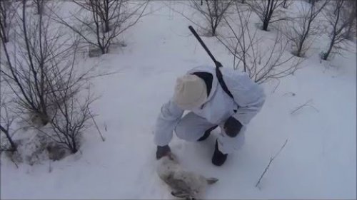 Охота на зайца зимой 2016