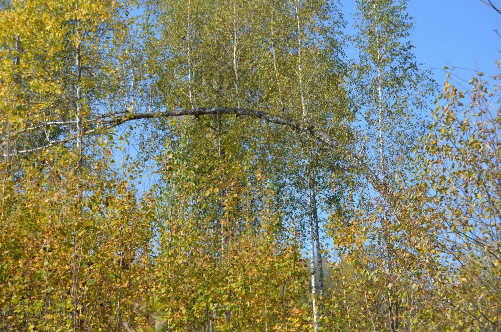 Чудеса природы