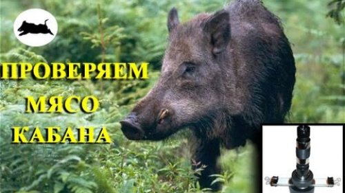 Проверяем мясо кабана! Портативный трихинеллоскоп ПТ-101