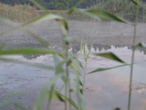 На утренней зорьке. Вид из скрадка.