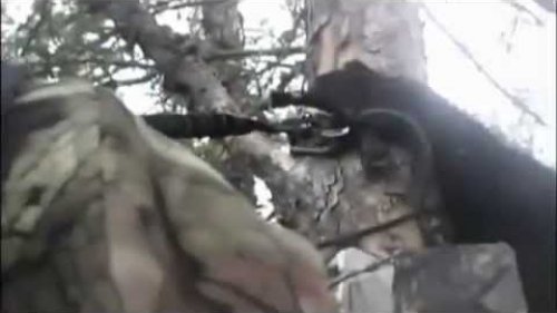 c медведем на дереве