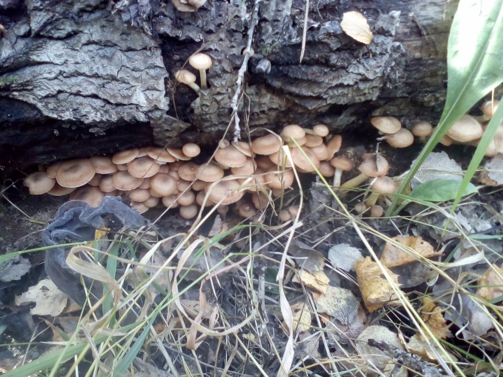 Опятки- ребятки