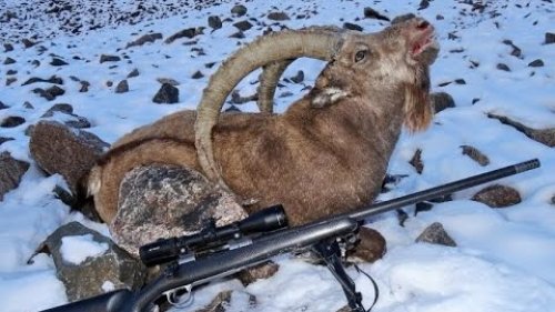 Охота на Алтае на козерога и марала