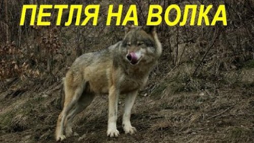 Охота на волка петлями