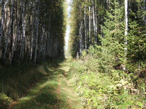 По лесной дороге.