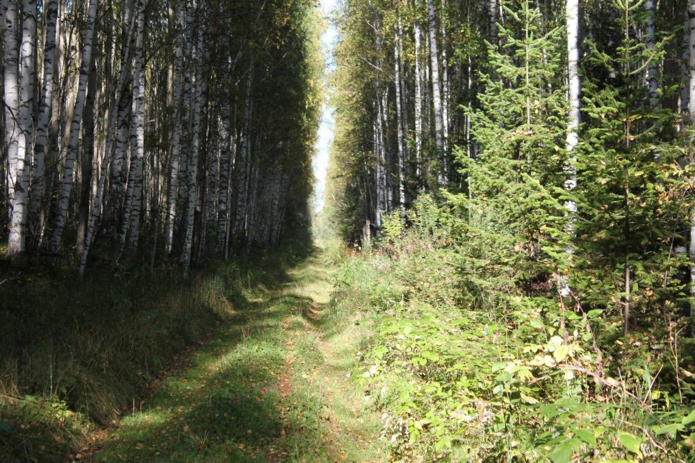 По лесной дороге.