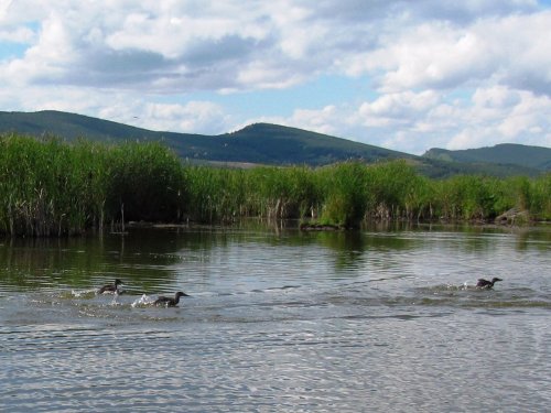 Белозерские утки