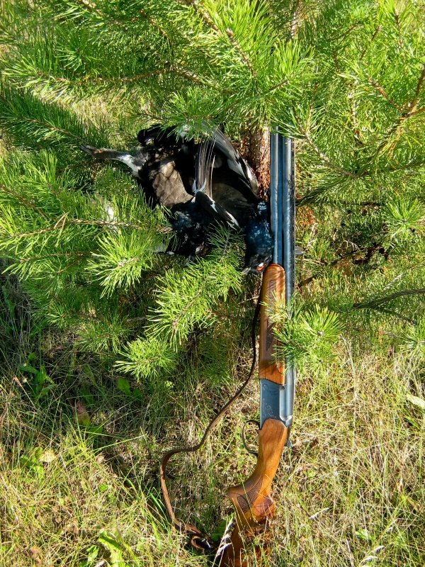 Дуплет