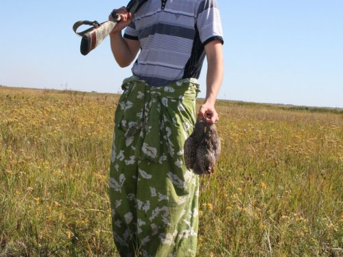 Вечерние перепелочки!