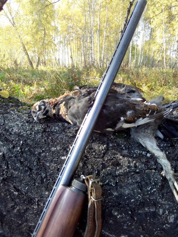 Молодой тетерев.
