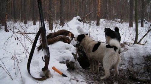 Ее величество охота! Охота на волка и куницу!