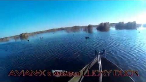 Охота.  Чучела  Avian X и Lucky Duck