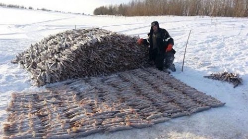 Рыбный промысел.Загар.