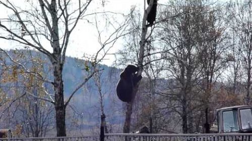 Медведь лезет за мужиком на березу.