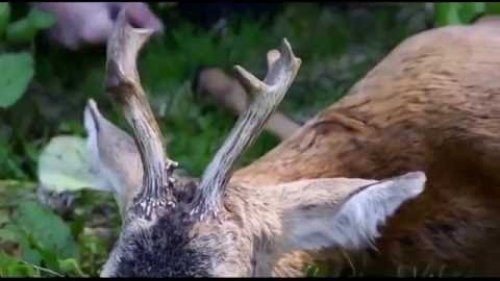 Охота на самца косули на вечерней зоре