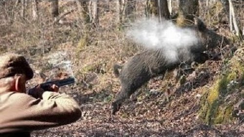 Охота на кабанов! Будни промысловой охоты!