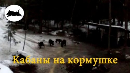 Кабаны на кормушке