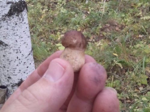 Малой