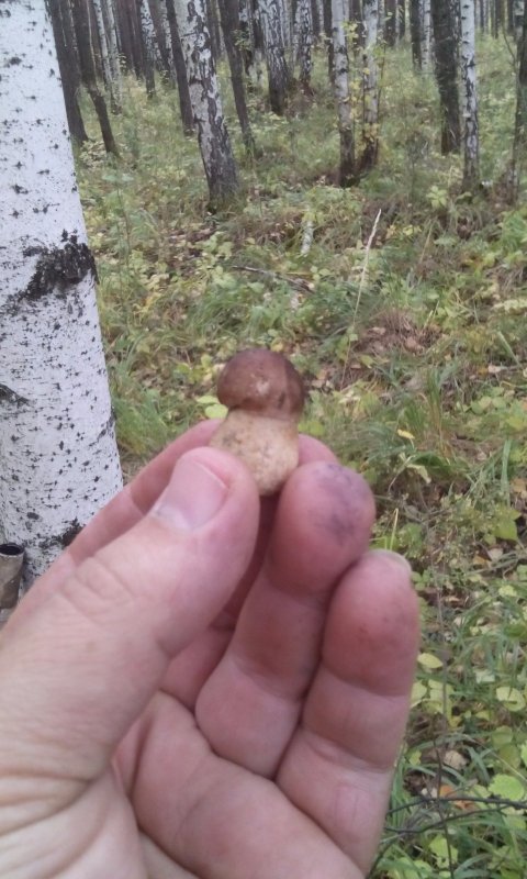 Малой