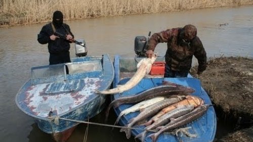 Ловля осетра! Браконьерство на Енисее
