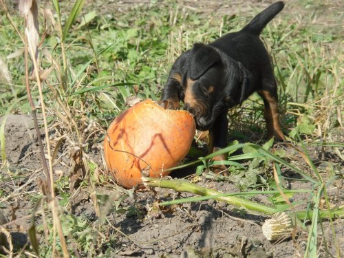 Любительница овощей.