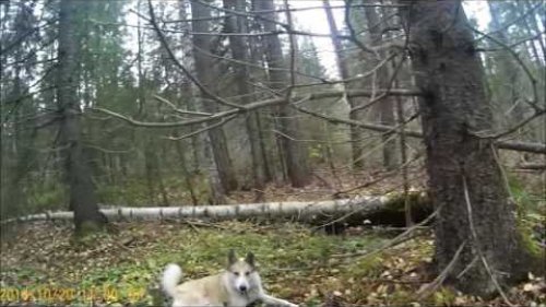 Неудачная охота с лайкой на куницу. Unsuccessful hunt