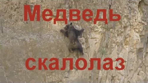 Бывает же и такое. Медведь-скалолаз!