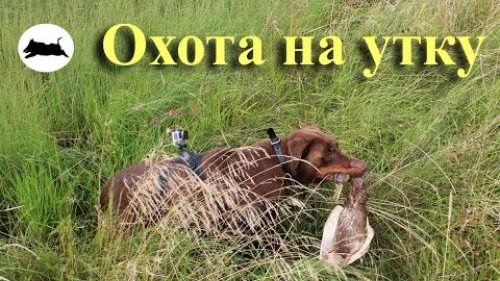 Охота на утку